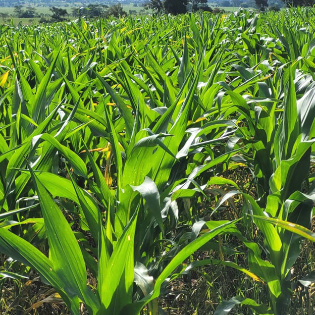 tz-mary-mgonja-maize-farmlands.png