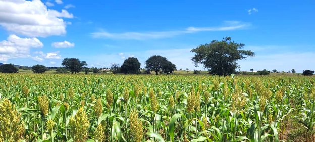 tz-mary-mgonja-sorghum-farmlands.png